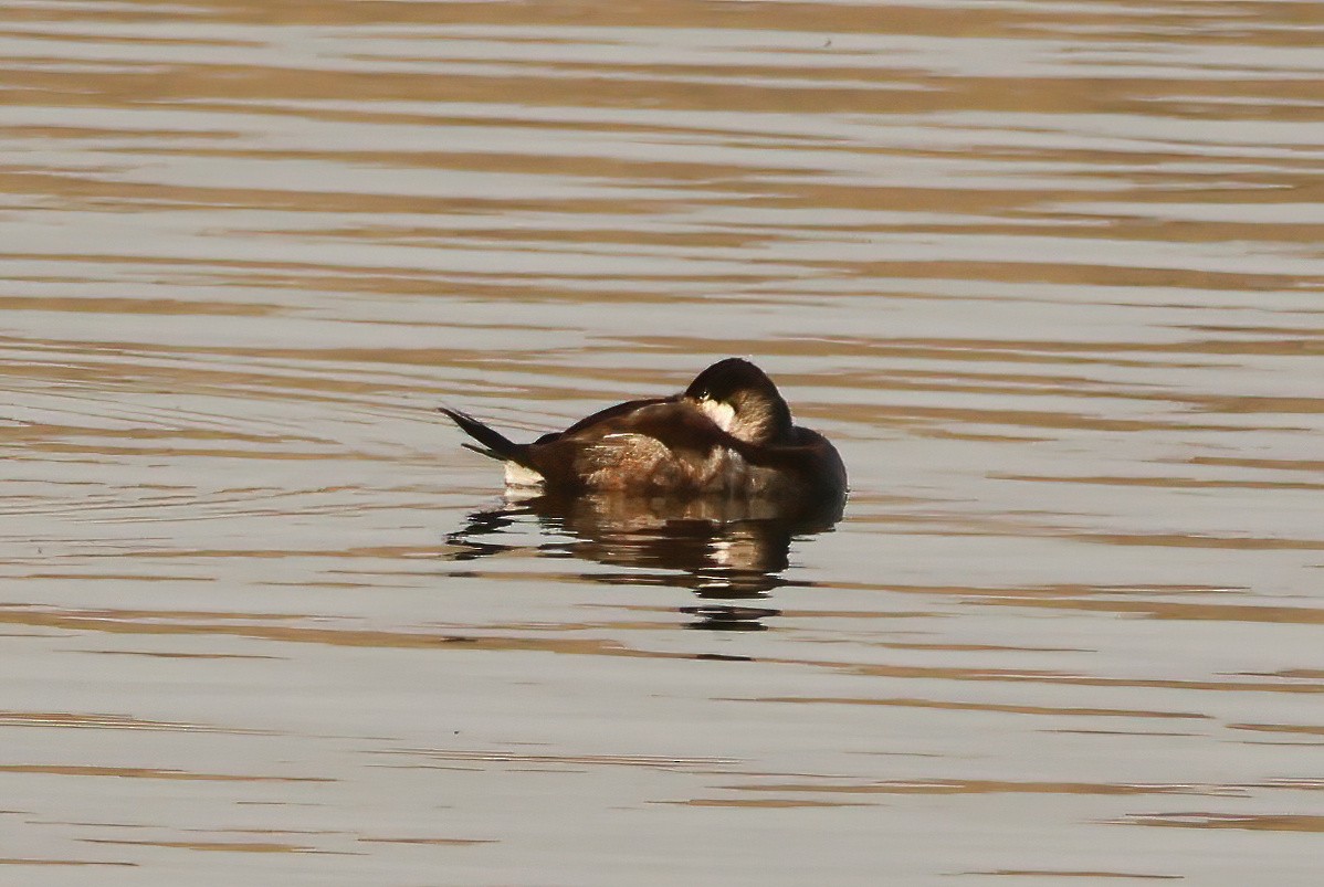 Ruddy Duck - ML614949200