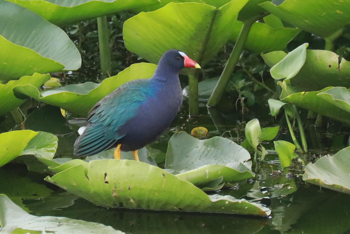 Purple Gallinule - Andrew Core