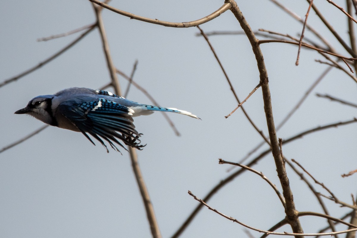 Blauhäher - ML614949217