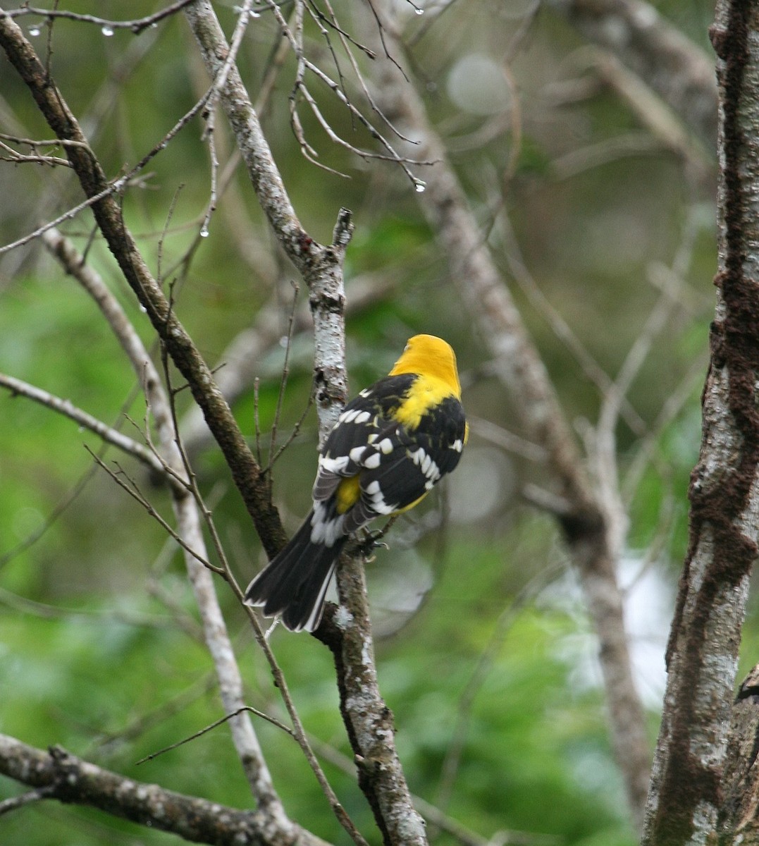 Yellow Grosbeak - Mary McGreal