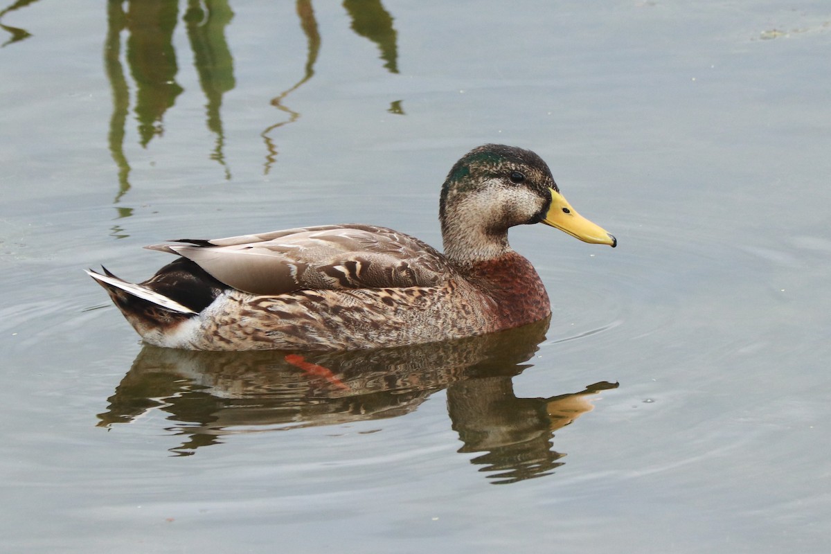 Mallard x Mottled Duck (hybrid) - Andrew Core