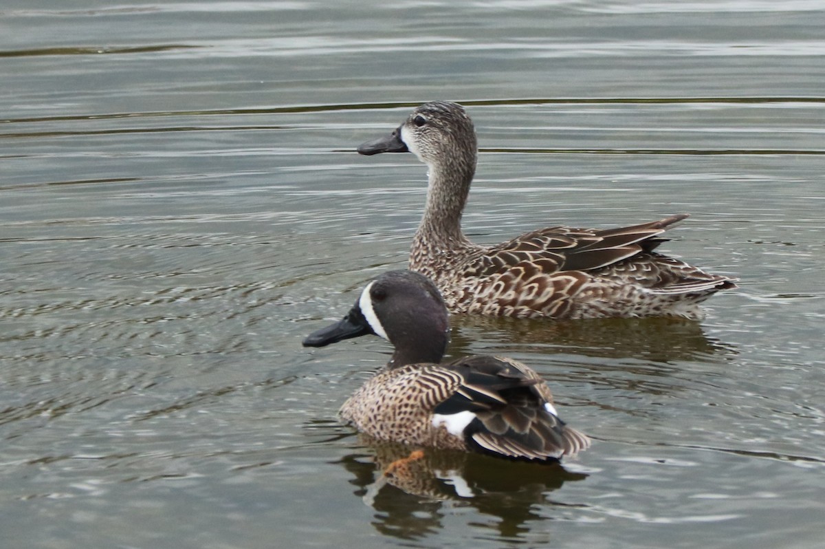 Blue-winged Teal - Andrew Core