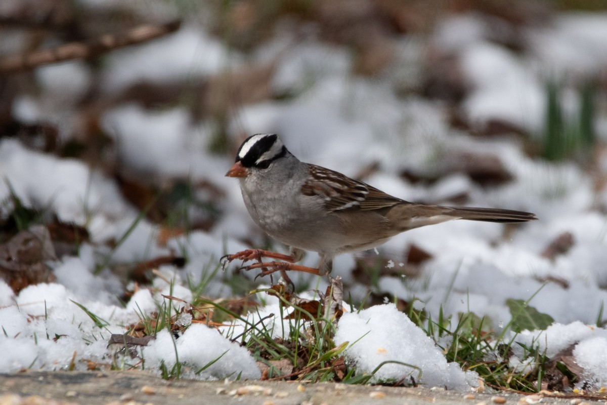 White-crowned Sparrow - Candice Lowther