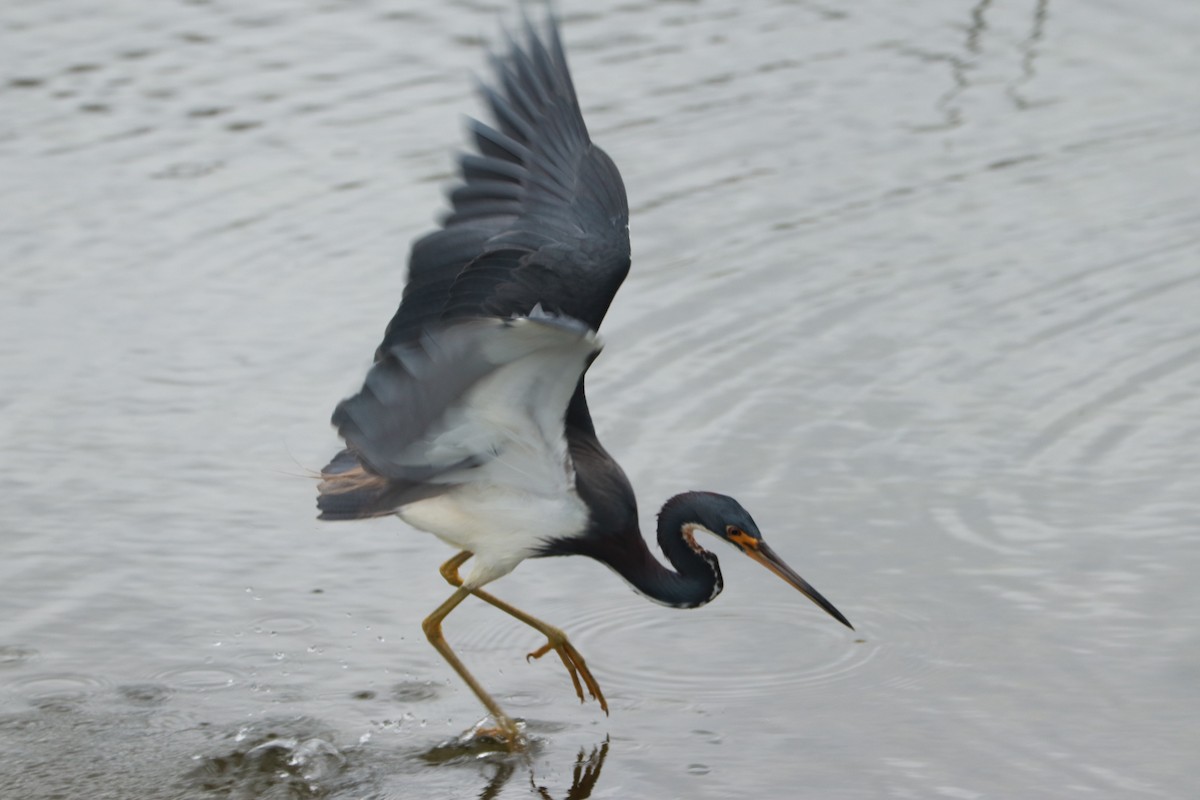 Tricolored Heron - Andrew Core