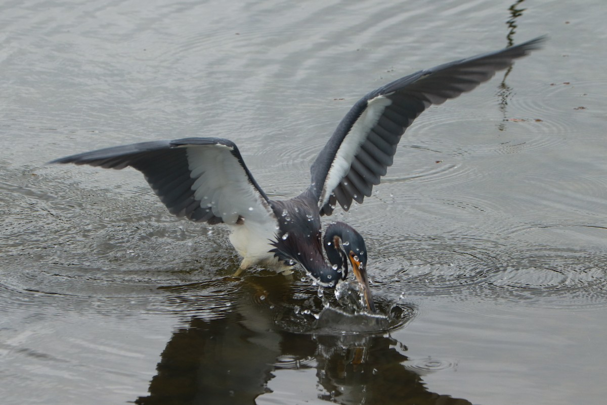 Tricolored Heron - Andrew Core