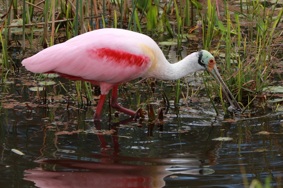 Roseate Spoonbill - Andrew Core