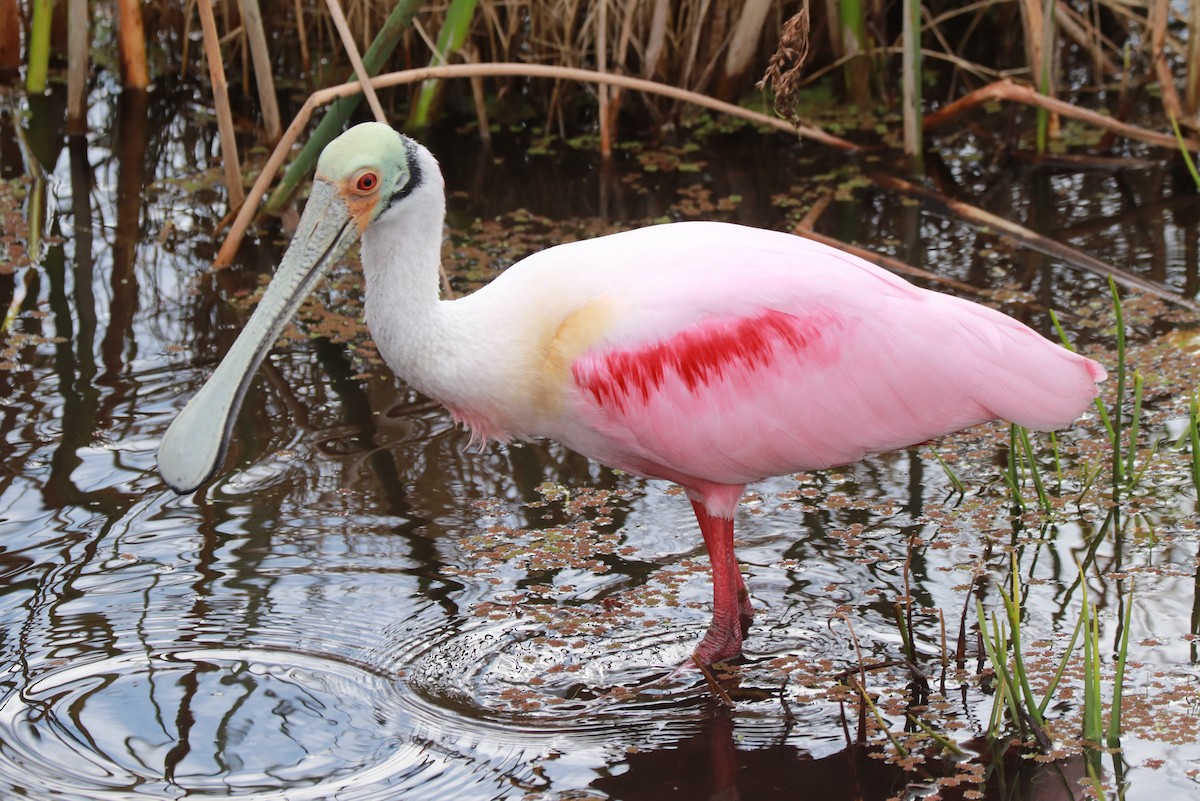 Roseate Spoonbill - Andrew Core