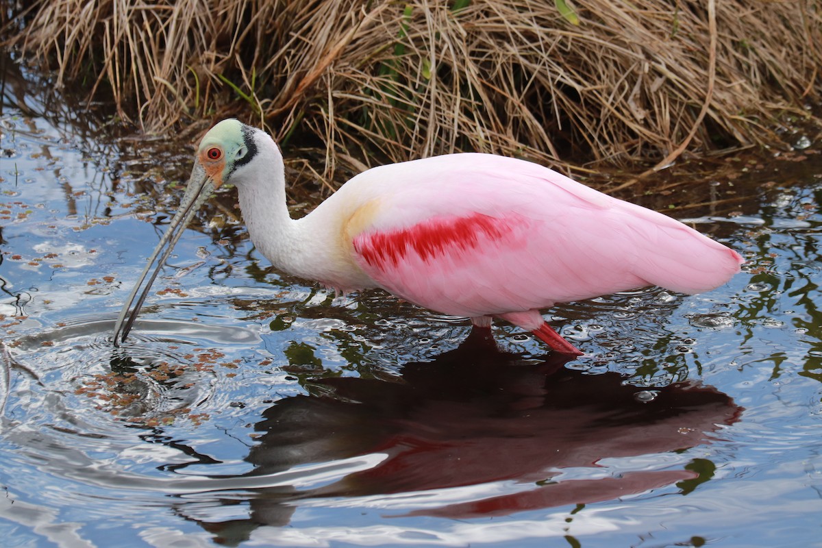 Roseate Spoonbill - Andrew Core