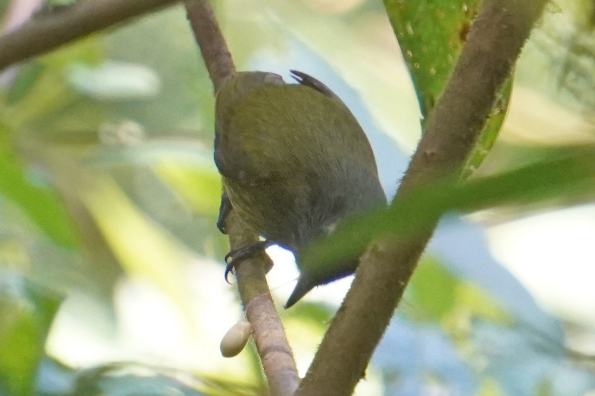 Streak-necked Flycatcher - Emily Hjalmarson