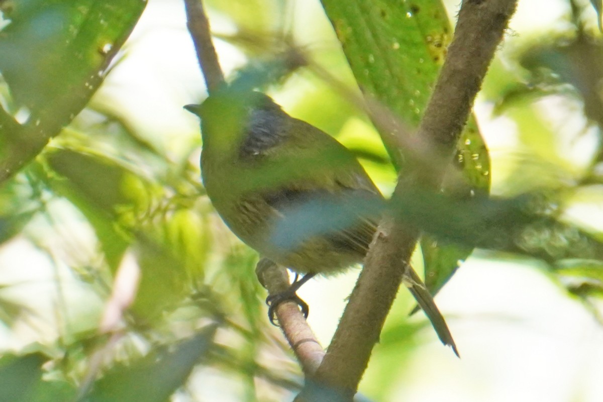 Streak-necked Flycatcher - Emily Hjalmarson