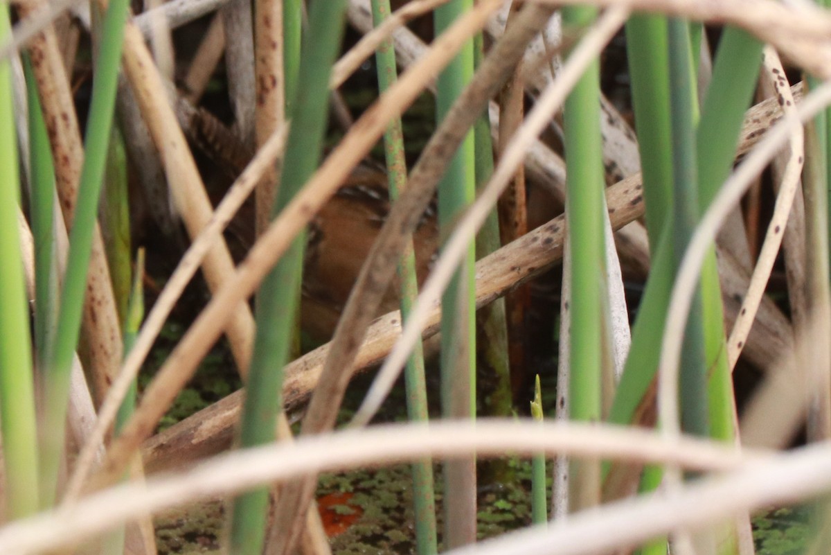 Marsh Wren - Andrew Core