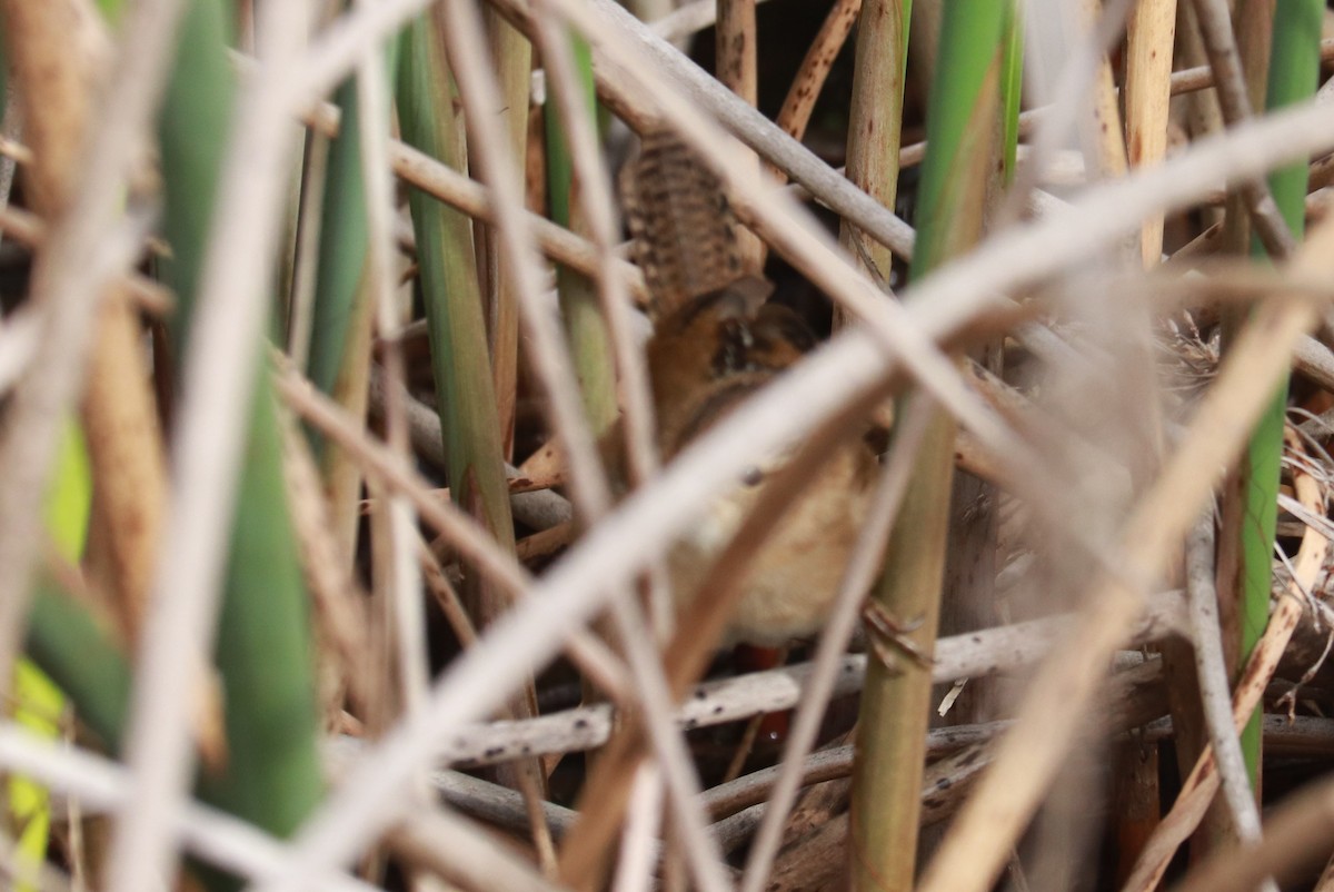 Marsh Wren - ML614949261