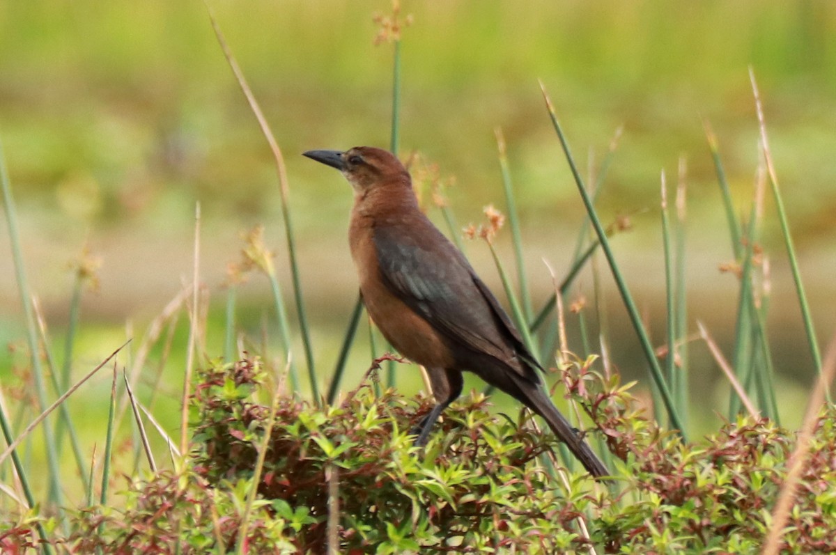 Boat-tailed Grackle - Andrew Core