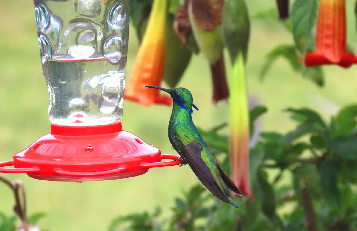 Sparkling Violetear - Alfred Scott