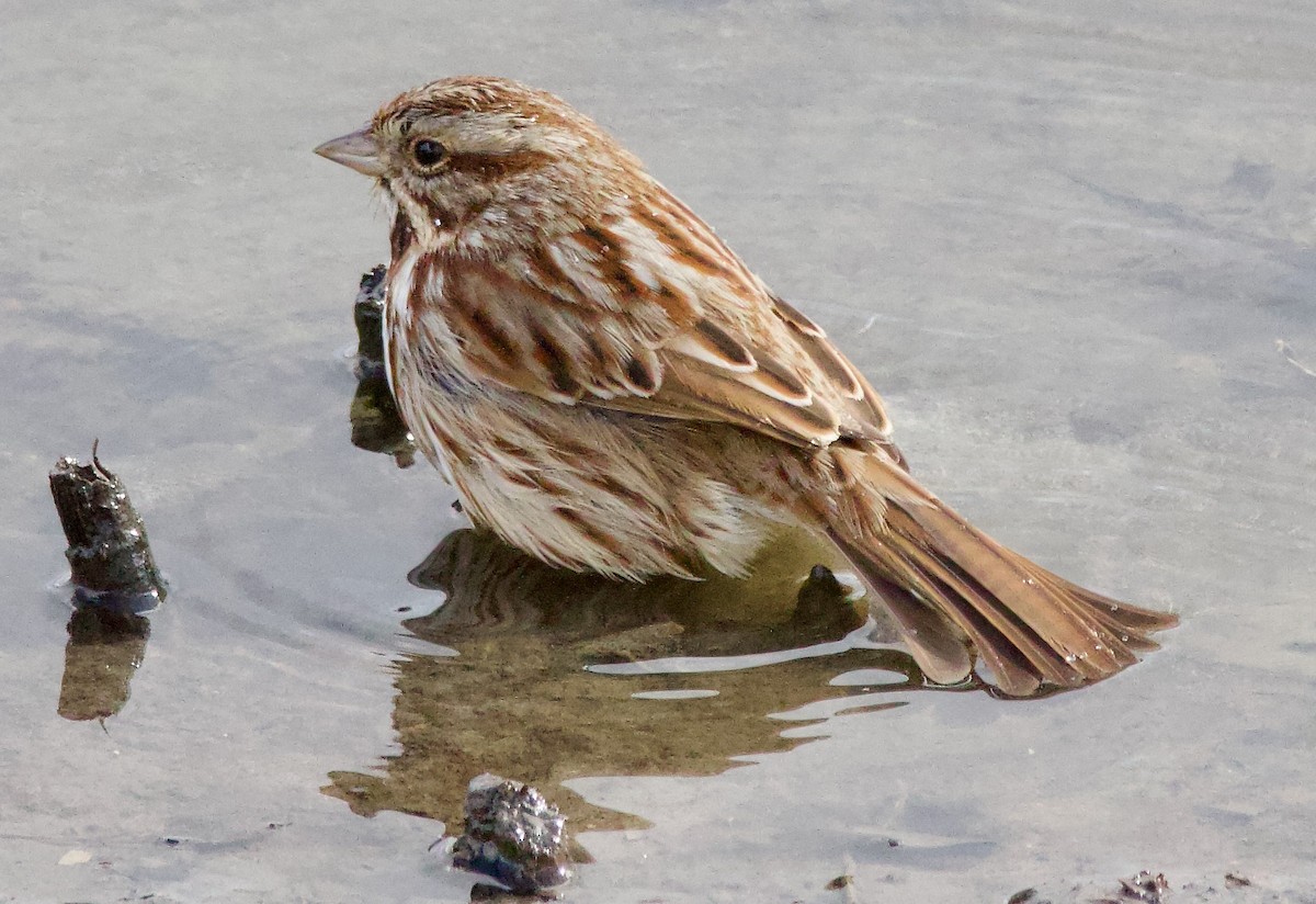 Song Sparrow - ML614949351