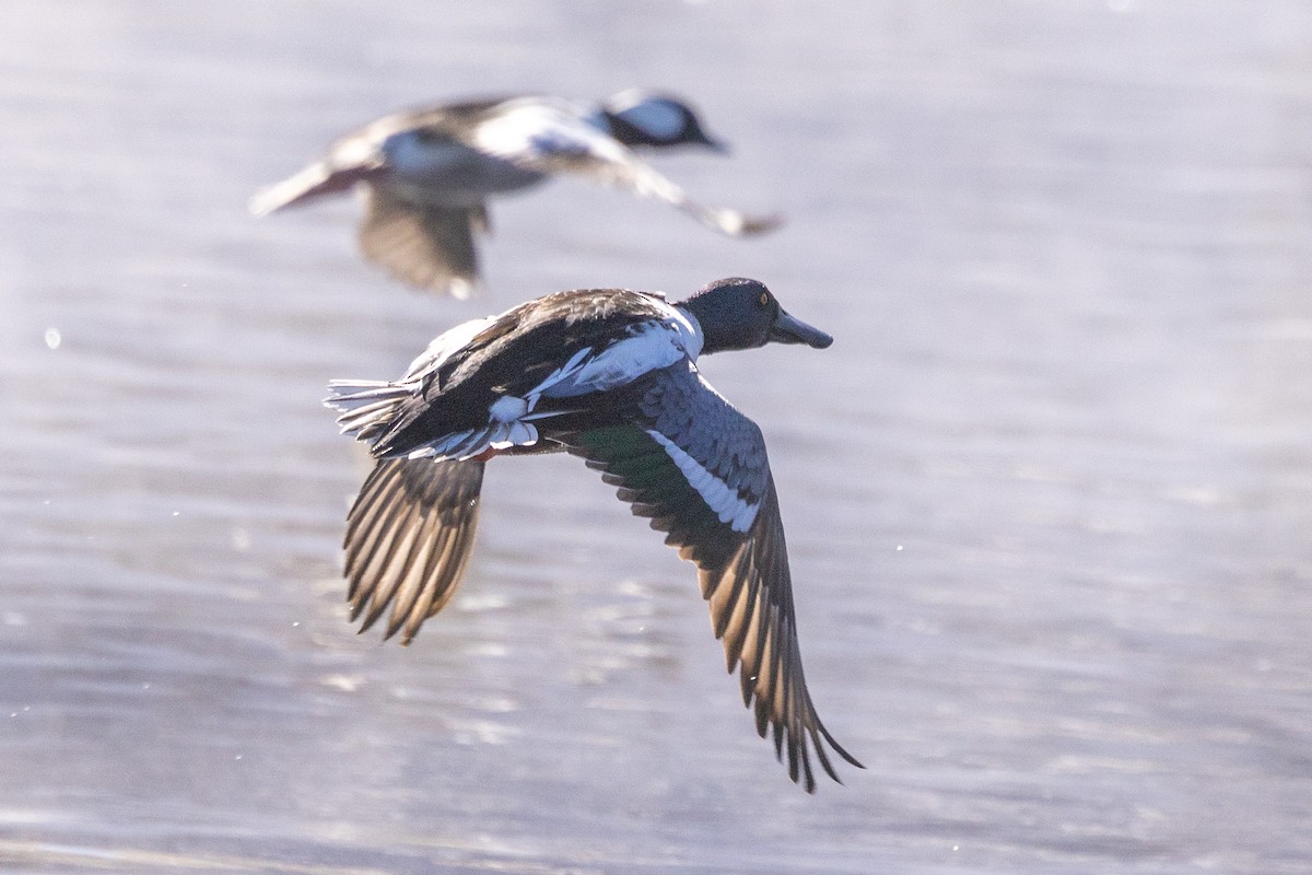 Northern Shoveler - ML614949405