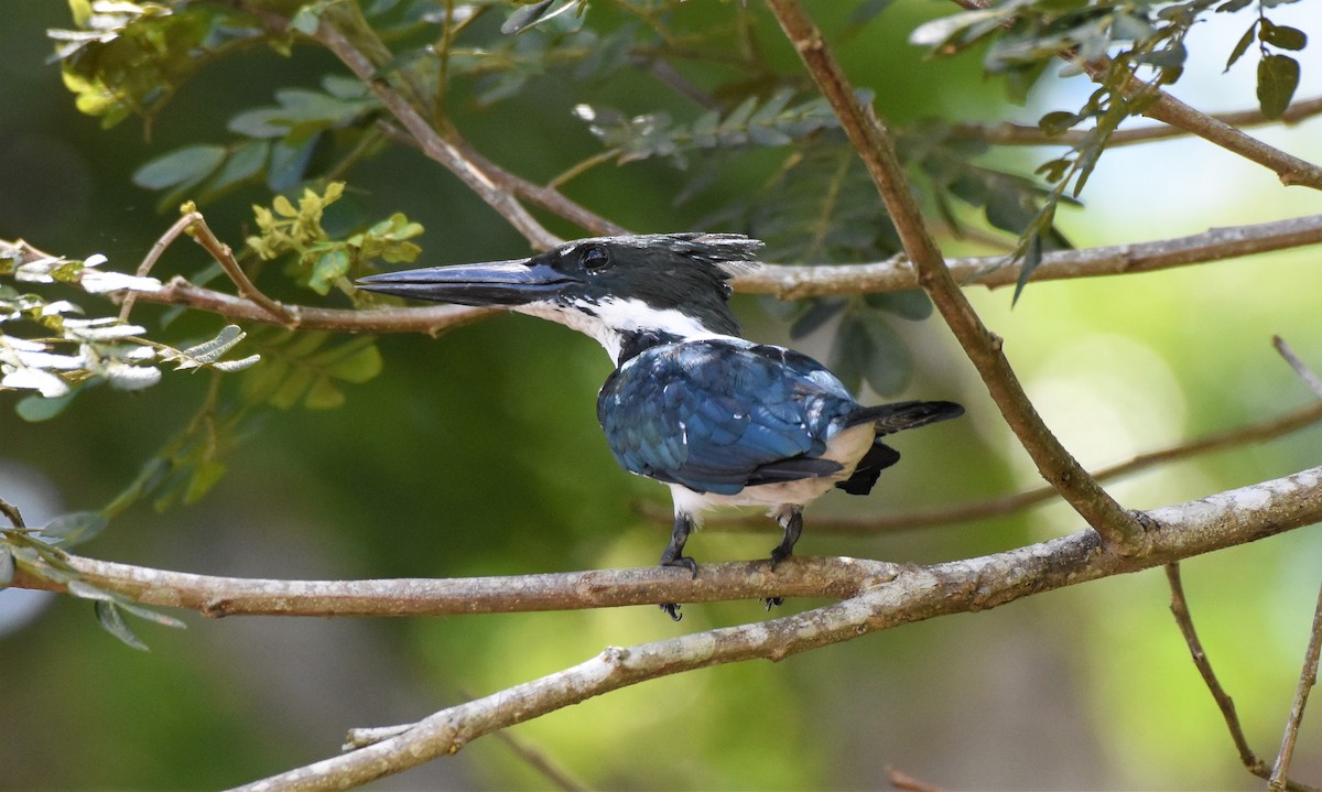 Amazon Kingfisher - Chris Rohrer