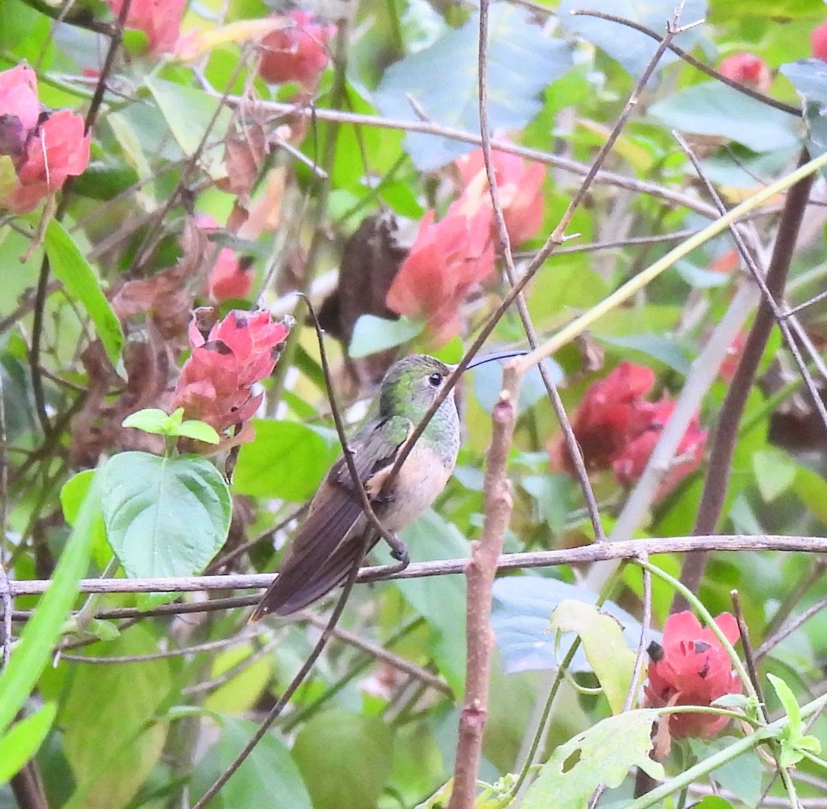 Ruby-throated Hummingbird - ML614949444