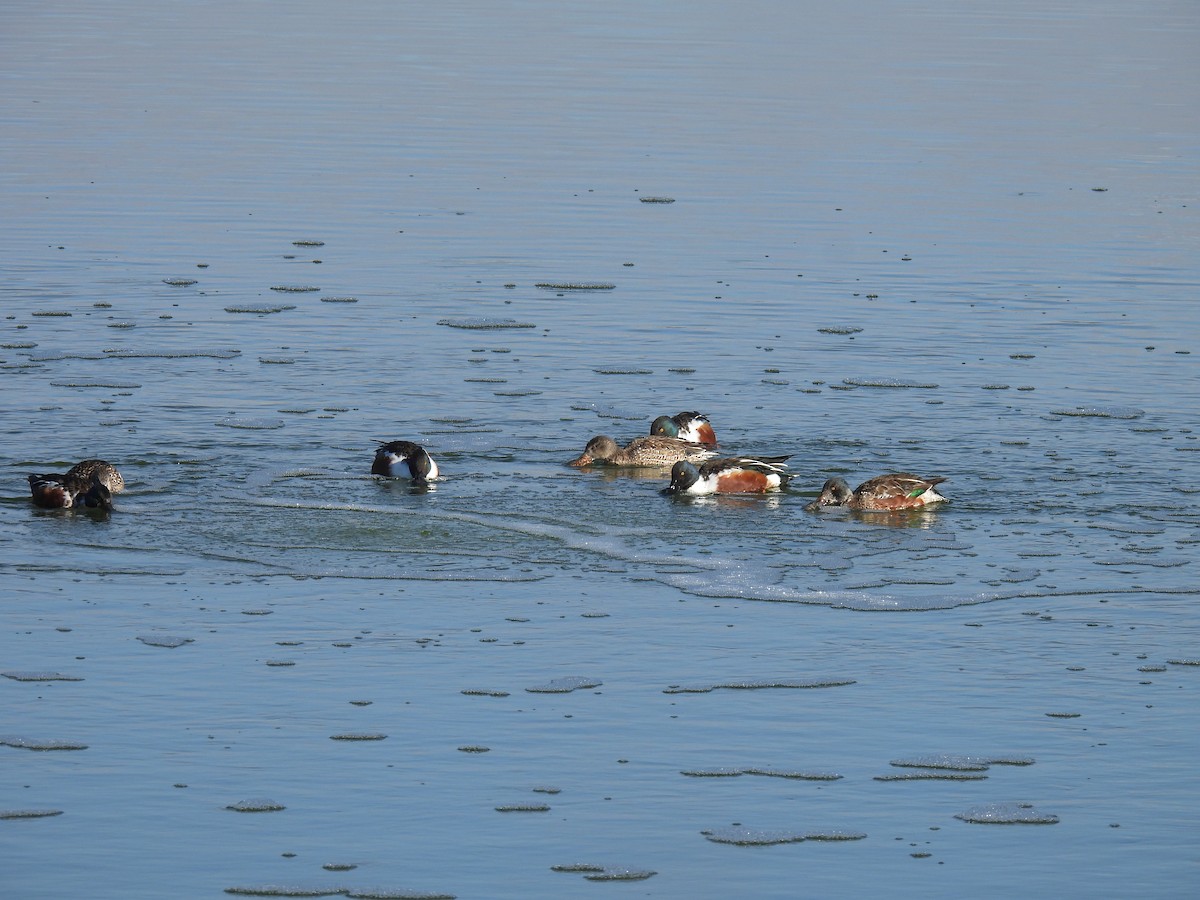 Northern Shoveler - Chris Chappell