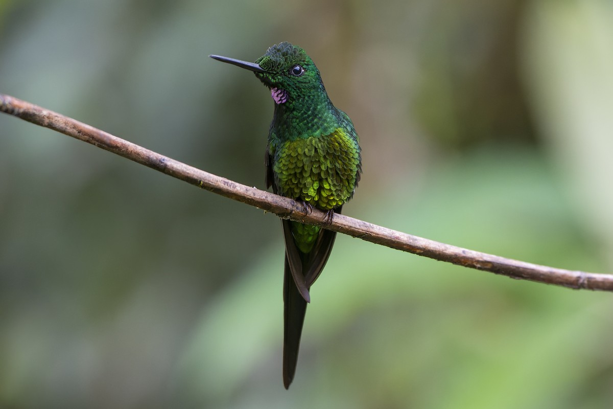 Empress Brilliant - Jeff Maw