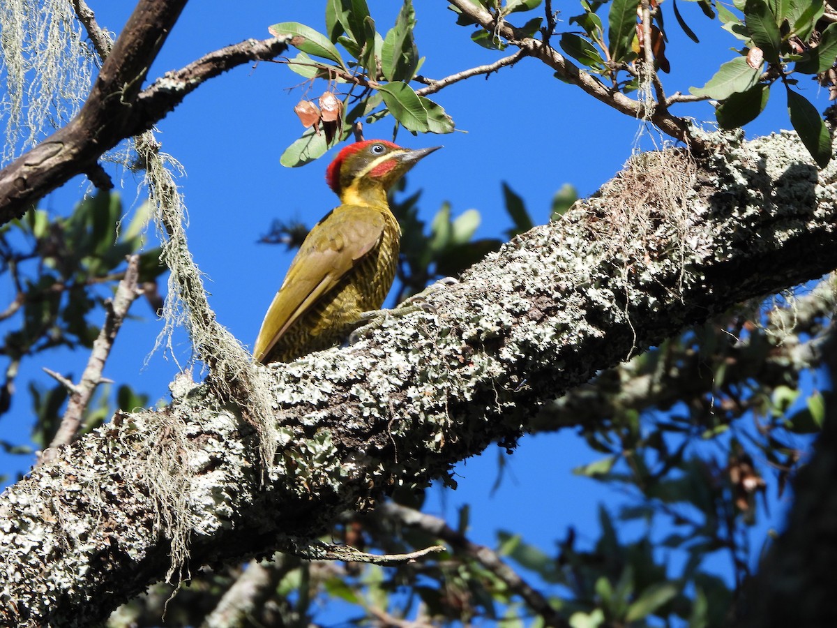 Golden-green Woodpecker - ML614949484