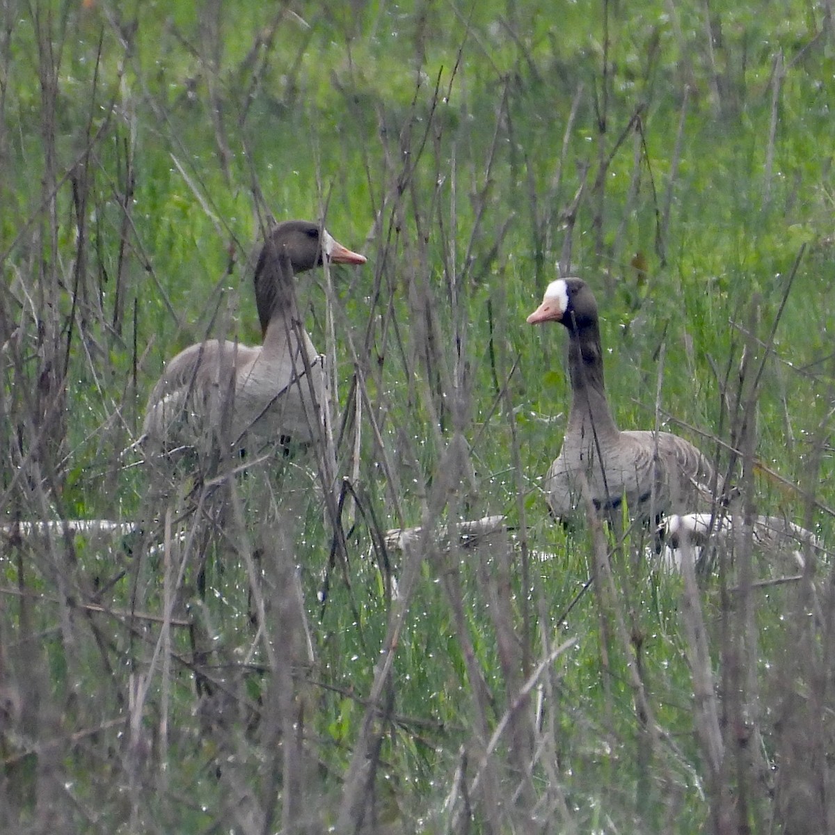 Greater White-fronted Goose - ML614949488