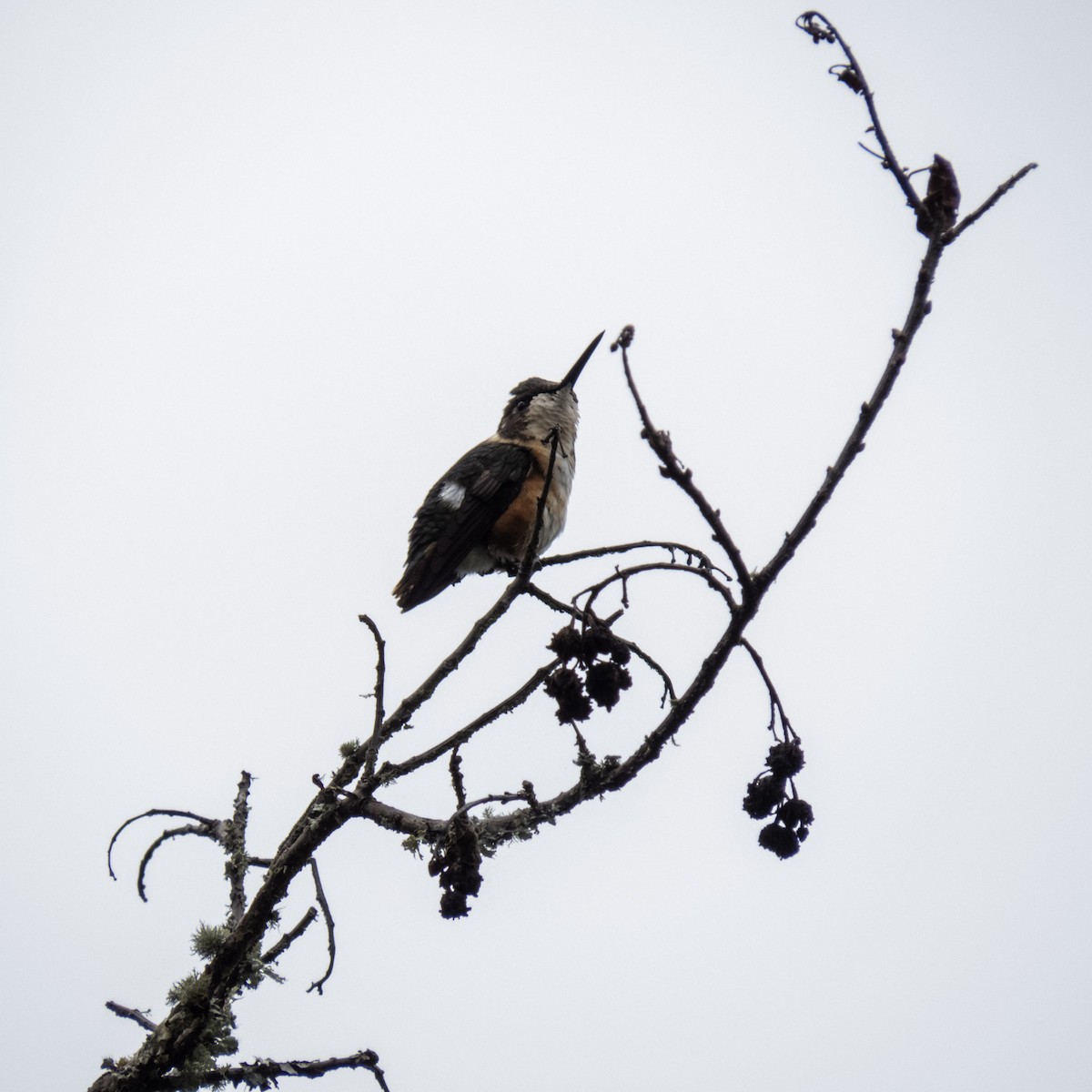 White-bellied Woodstar - Raúl Castillo Albadan