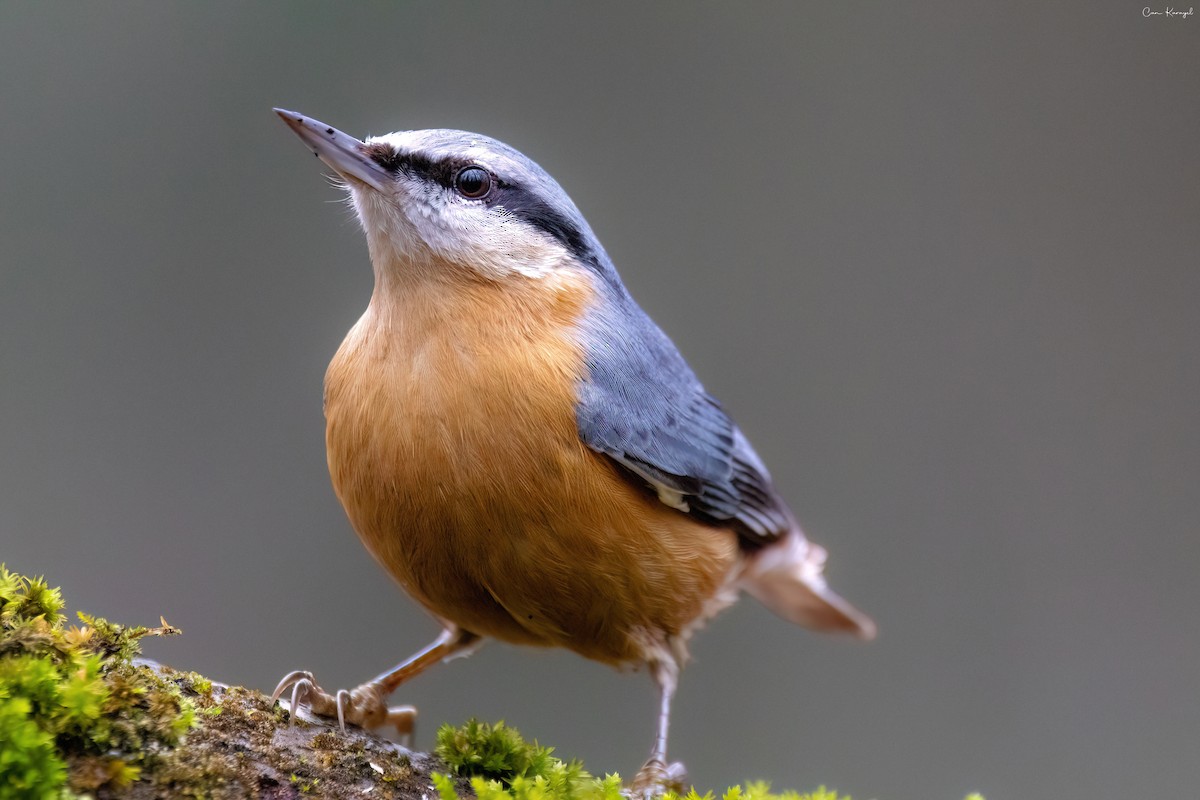 Eurasian Nuthatch - Can Karayel