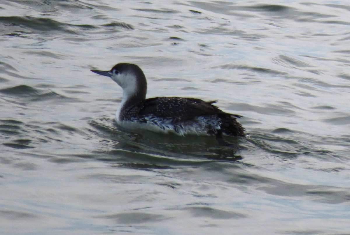 Red-throated Loon - ML614949550