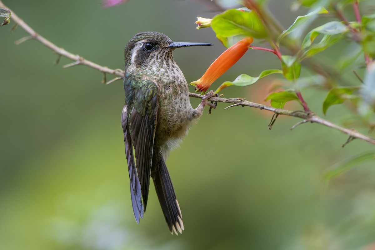 Colibrí Jaspeado (maculata) - ML614949561