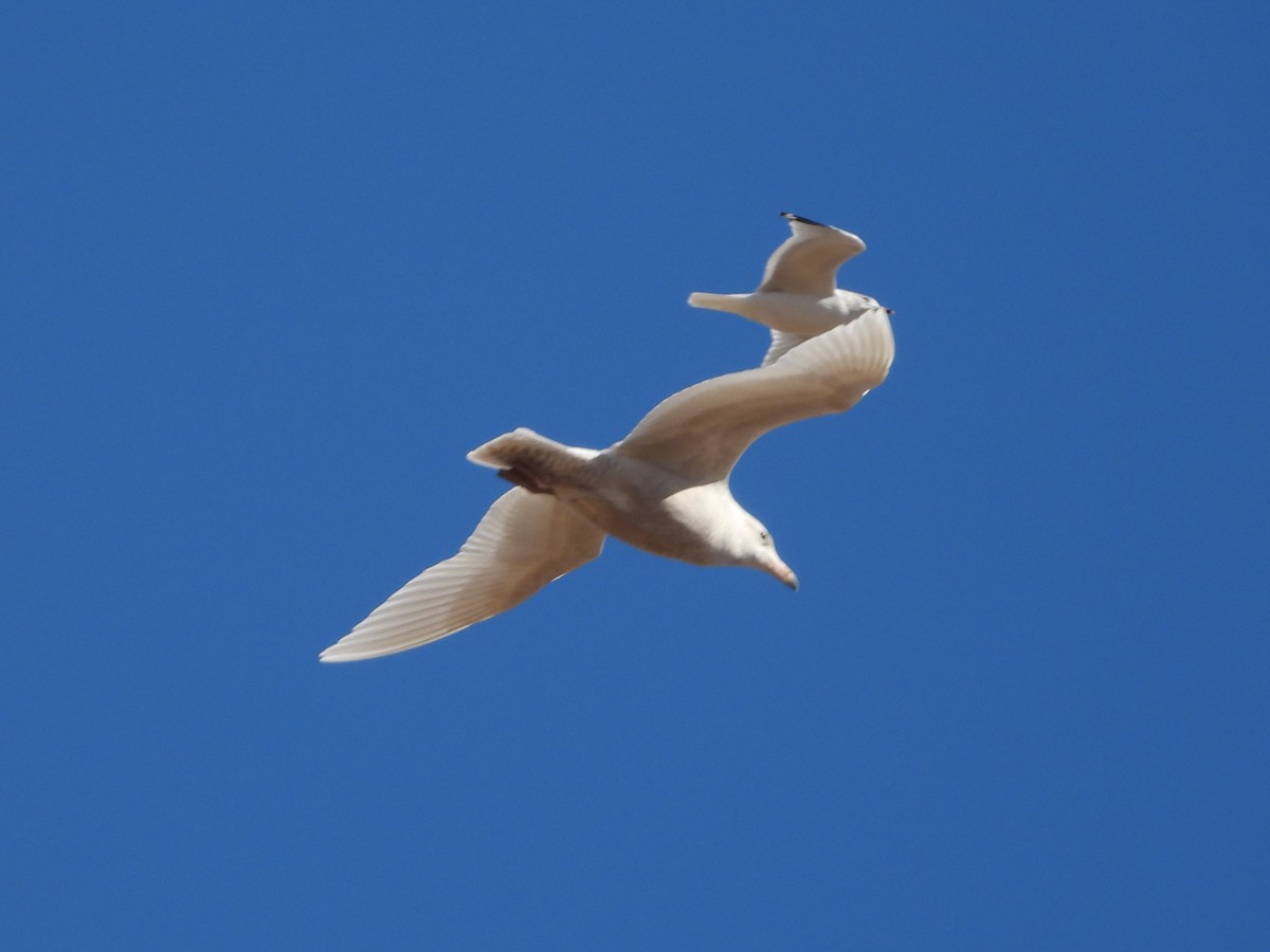 Glaucous Gull - ML614949590