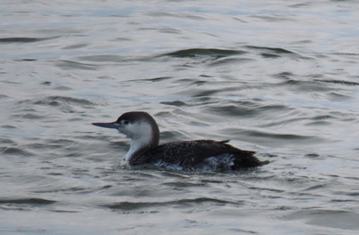 Red-throated Loon - ML614949594