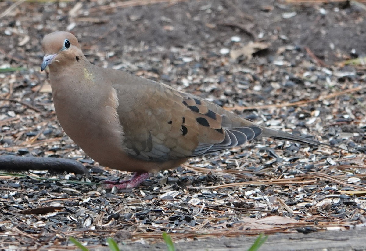 Mourning Dove - Dennis Forsythe