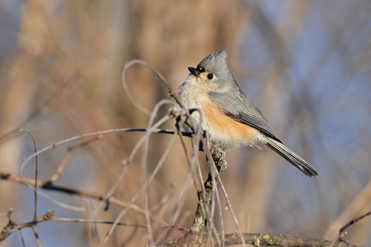 Tufted Titmouse - ML614949669