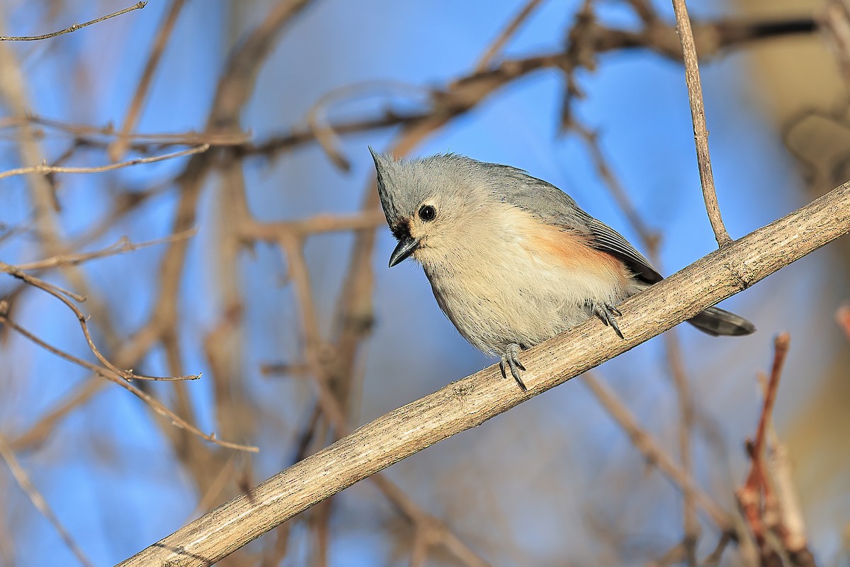 Tufted Titmouse - ML614949670