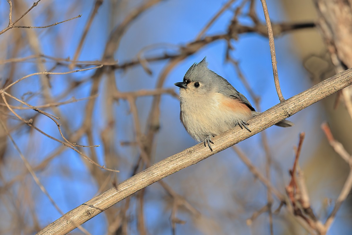 Tufted Titmouse - ML614949671