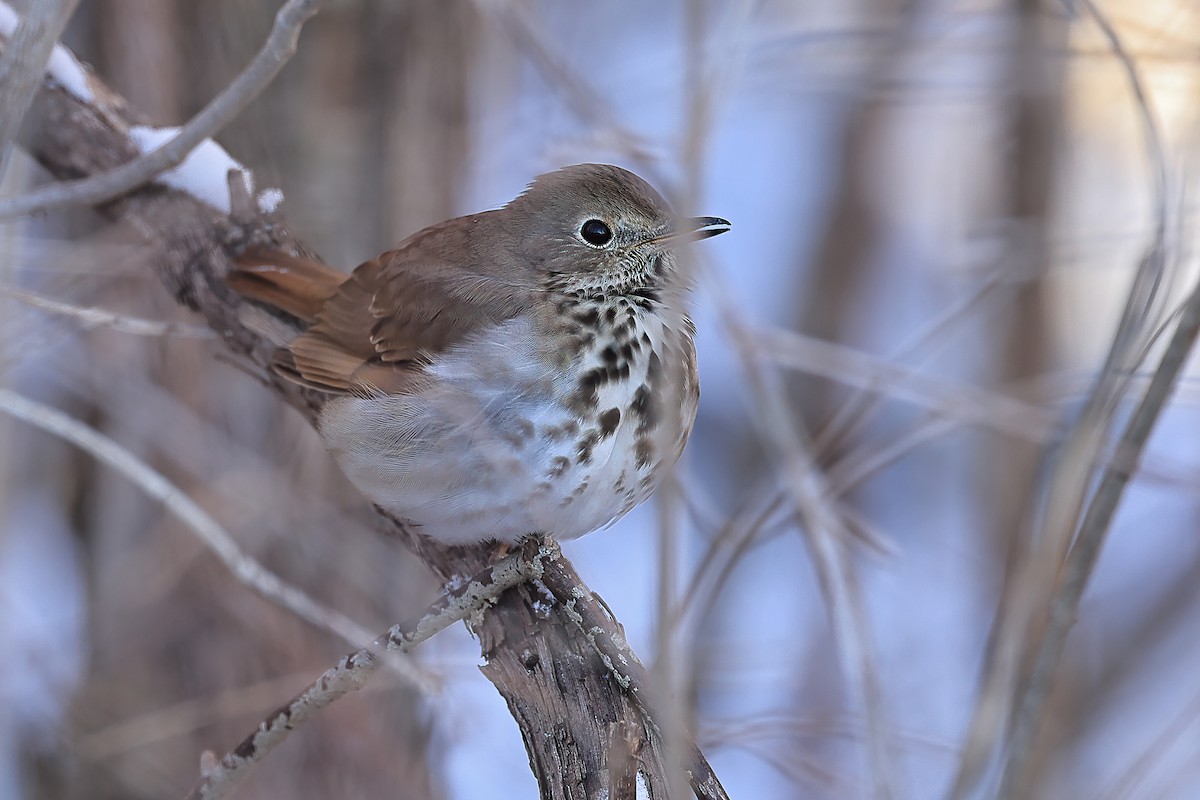 Hermit Thrush - ML614949678