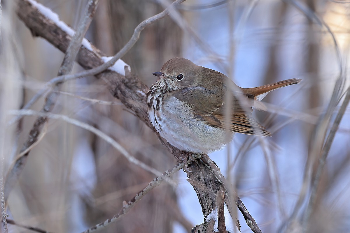 Hermit Thrush - ML614949679