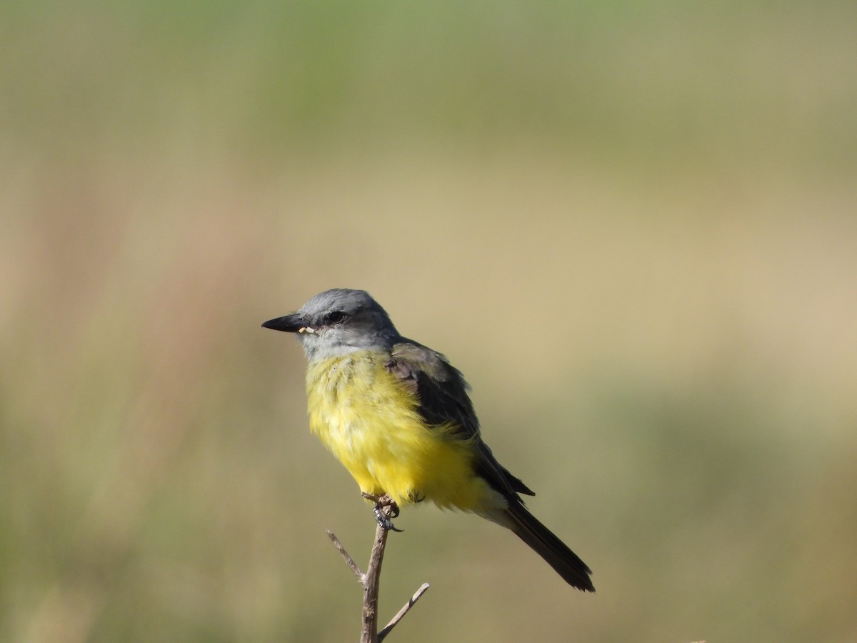 Tropical Kingbird - ML614949681