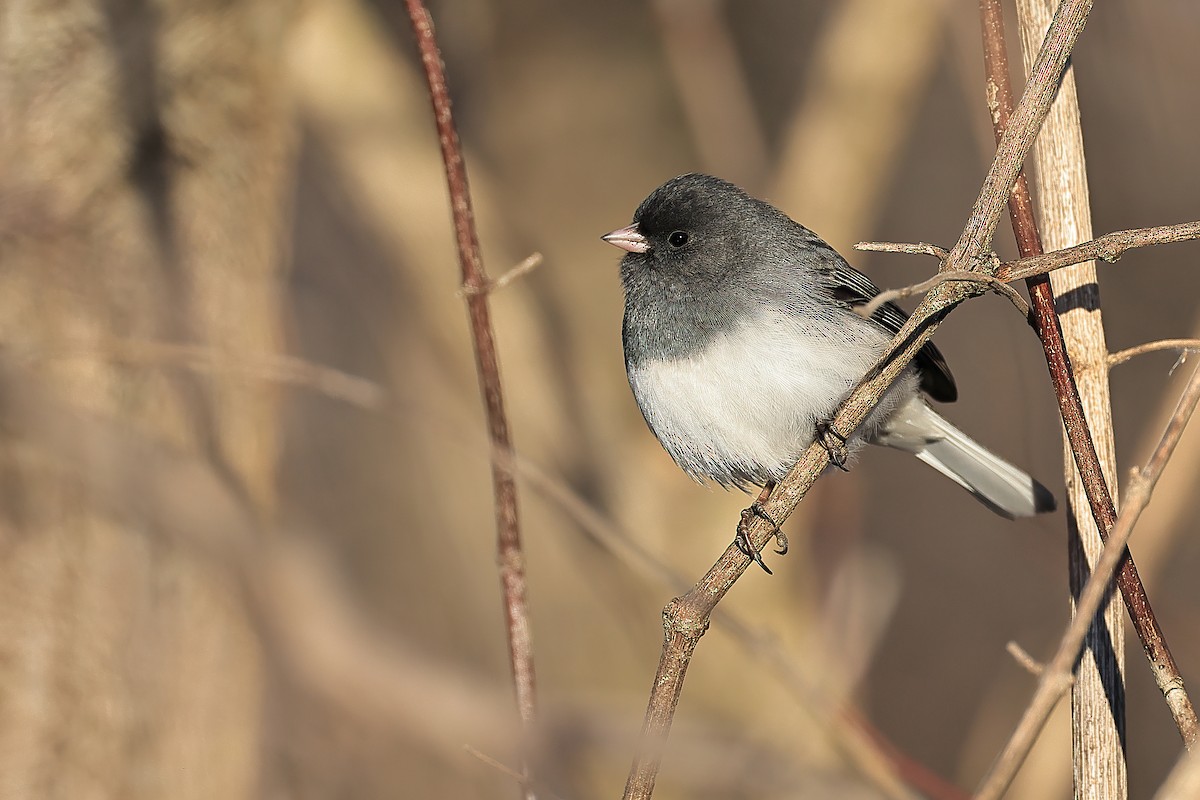 Dark-eyed Junco - ML614949692