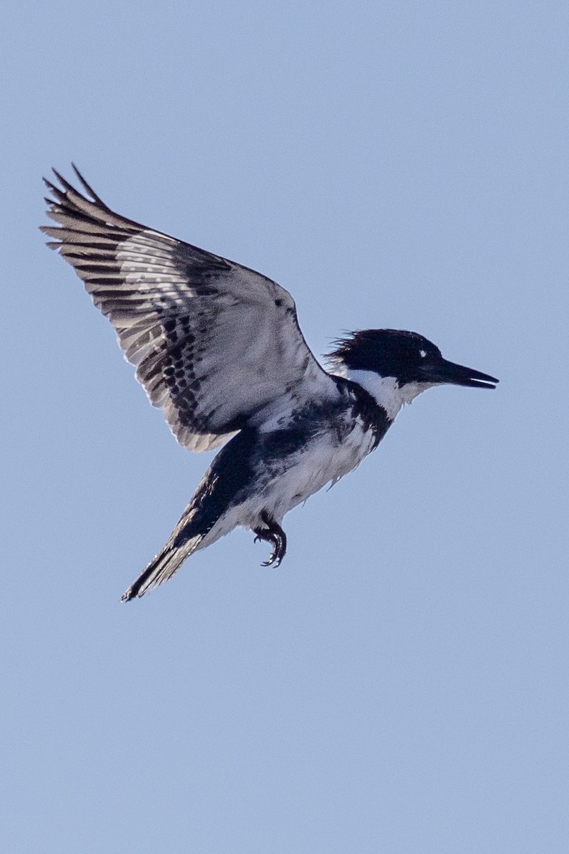 Belted Kingfisher - ML614949717