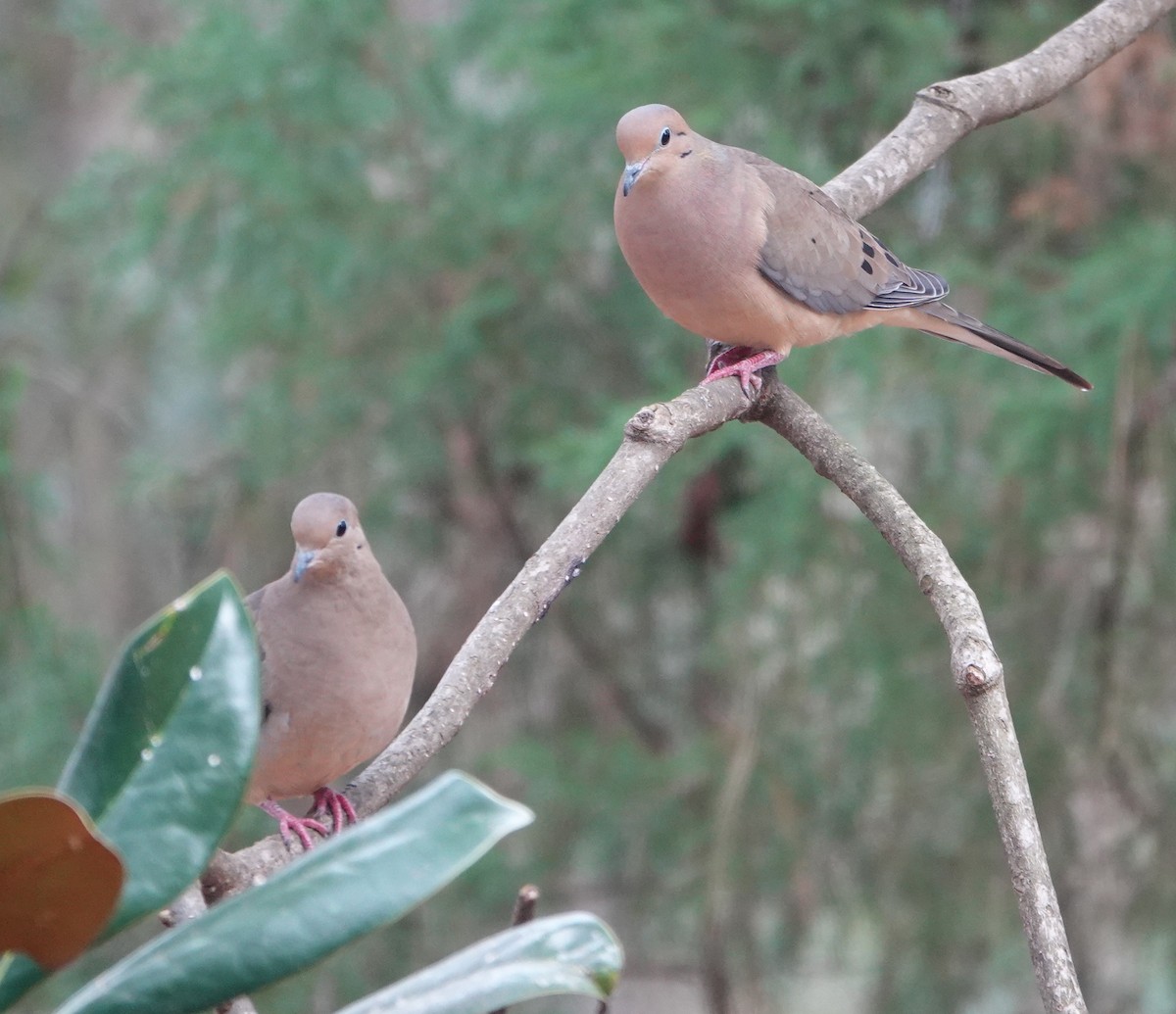 Mourning Dove - Dennis Forsythe