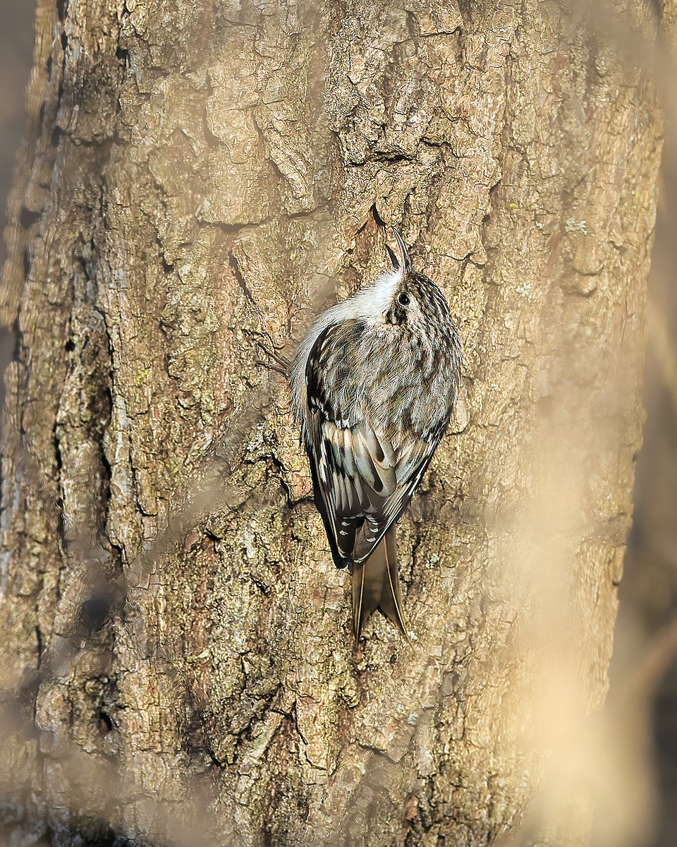 Brown Creeper - ML614949787