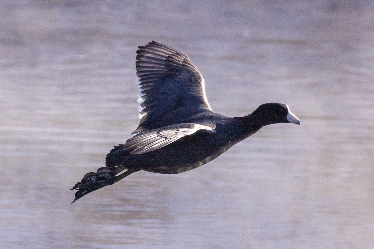 American Coot - ML614949813