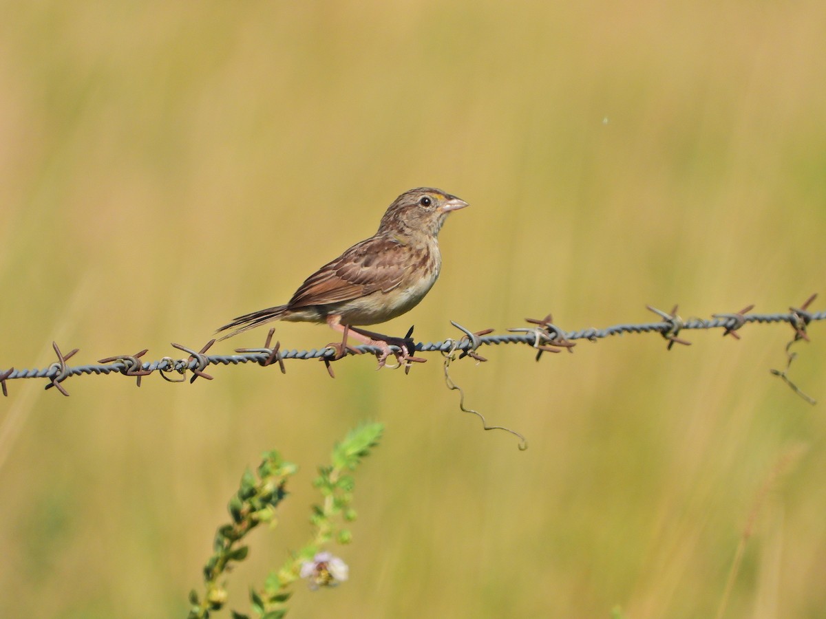 Grassland Sparrow - Haydee Huwel