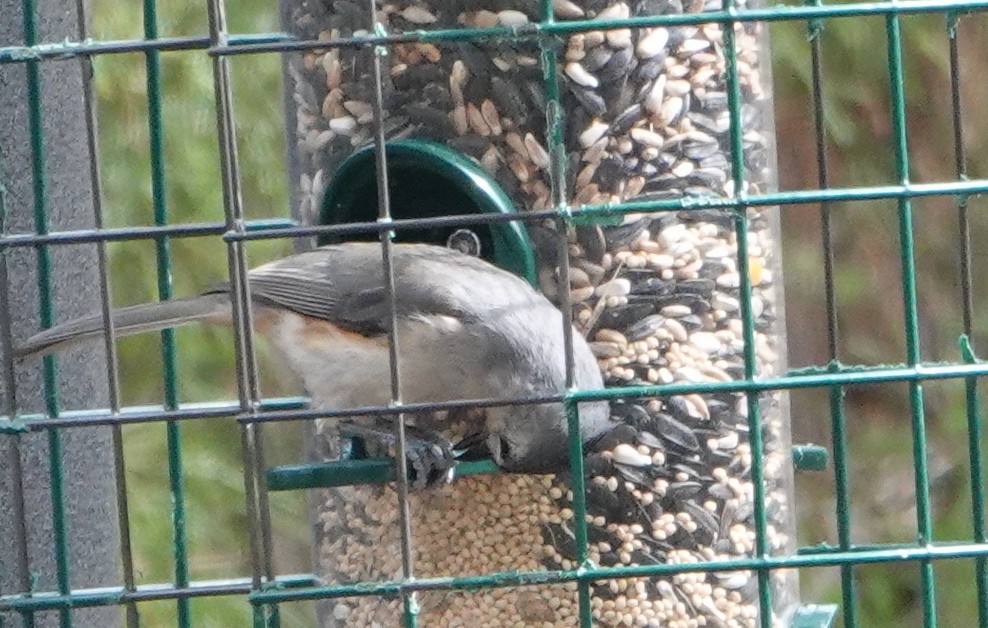 Tufted Titmouse - ML614949817