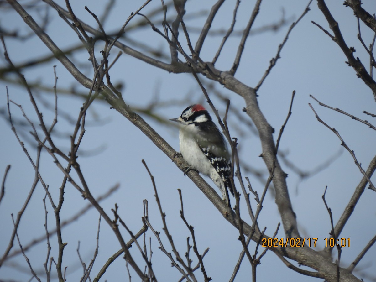 Downy Woodpecker - ML614949832