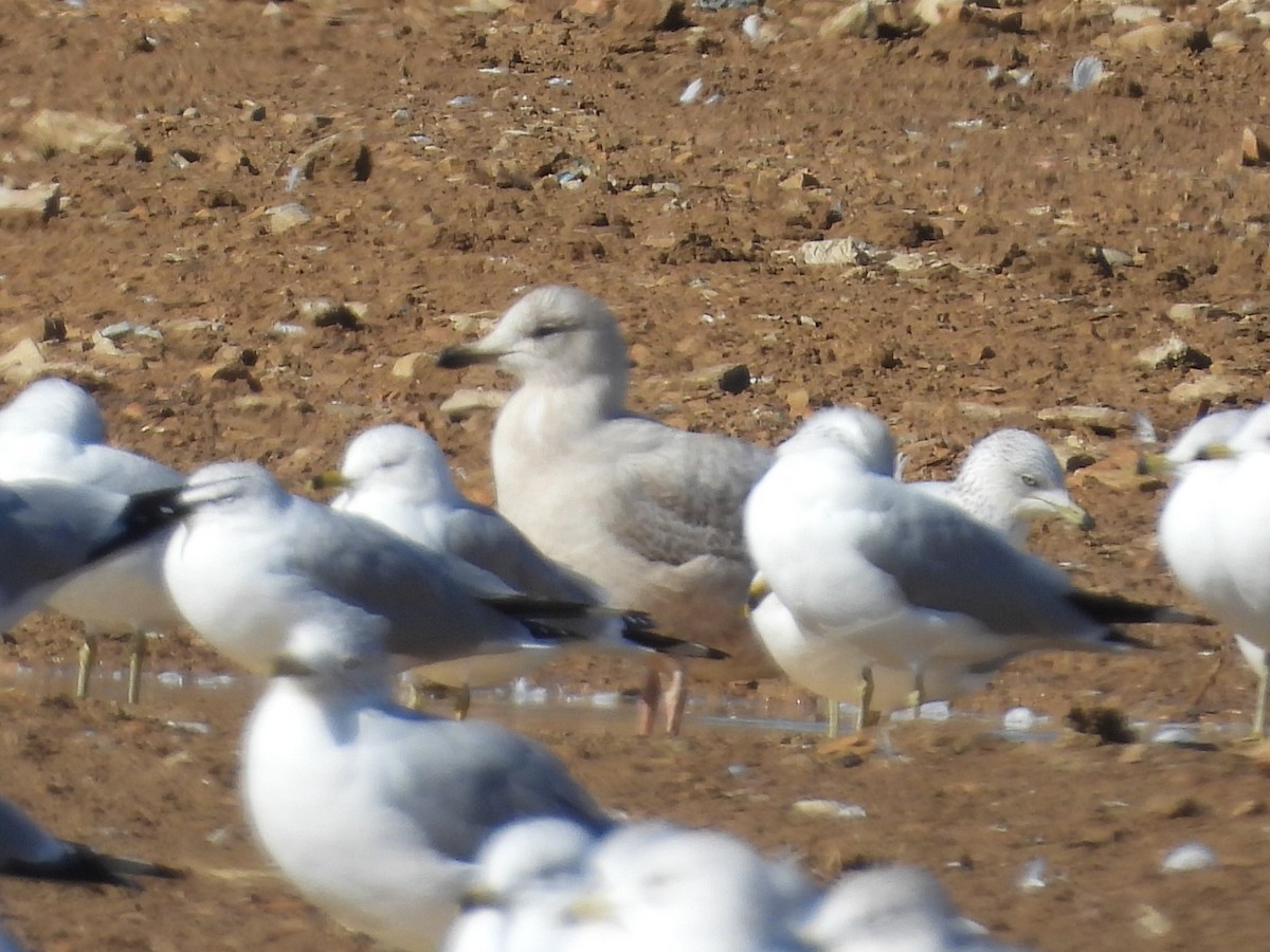 tanımsız Larinae sp. - ML614949887