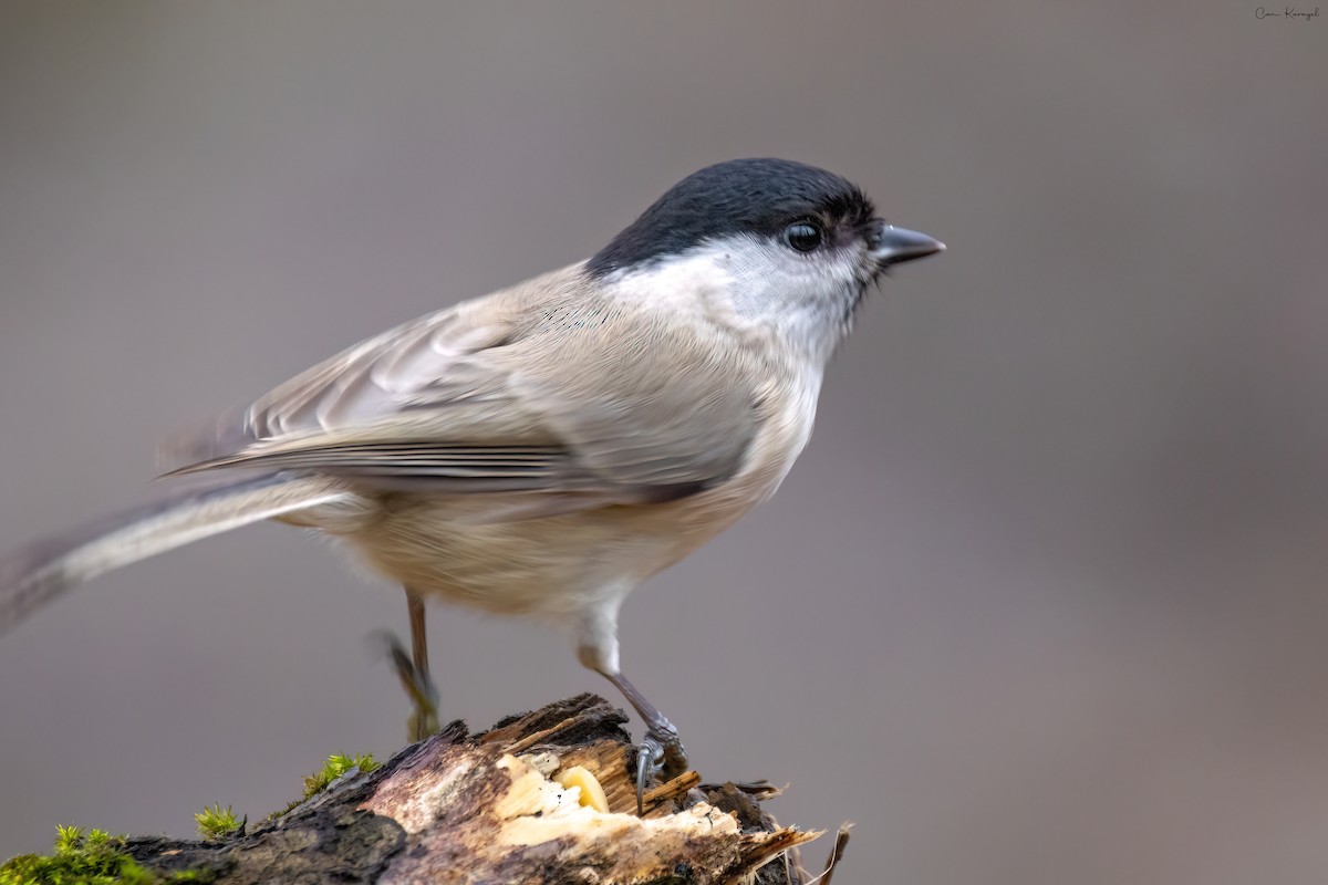 Marsh Tit - ML614949891