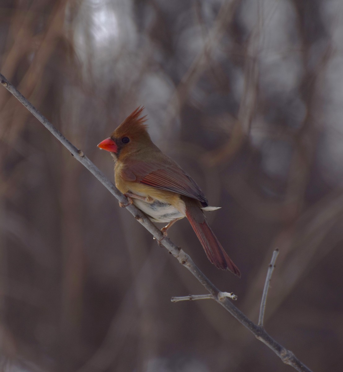 Cardinal rouge - ML614949928